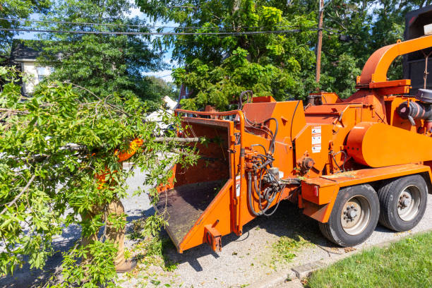 Tree Service Company in Arcade, GA